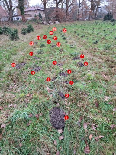 Auf der Jagd nach Regenwürmern, Engerlingen, Larven...