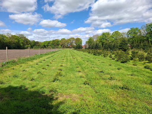 Ein pestizidfreien Boden, es wurde nur gemäht.