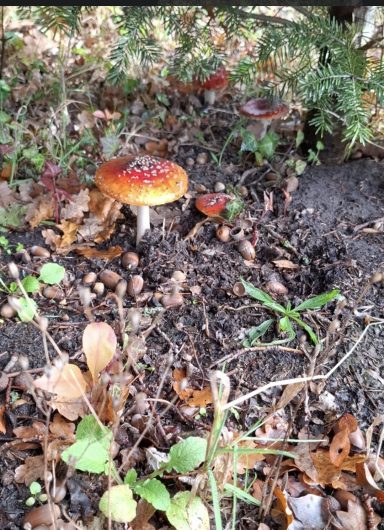 Die Fliegenpilze leben im Symbiose mit den Tannen.