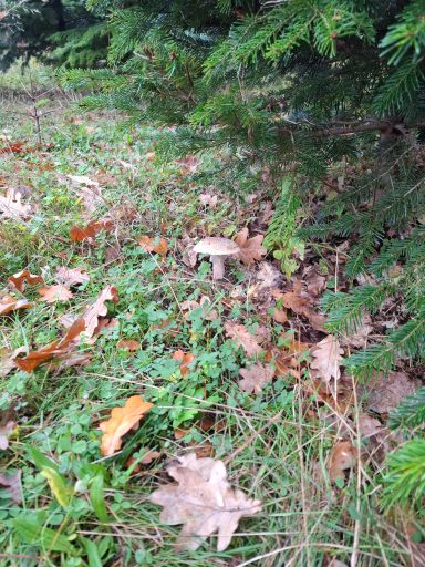 Ein Perlpilz unter der Tanne, dieser bildet seine Symbiose mit den Bäumen.