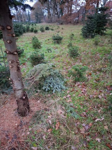 Tannengrün-Haufen, 11/25