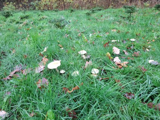 Der weiße Ritterling, der unseren Boden selbst versorgt.