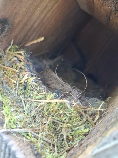 Nistkasten, innen 07/25