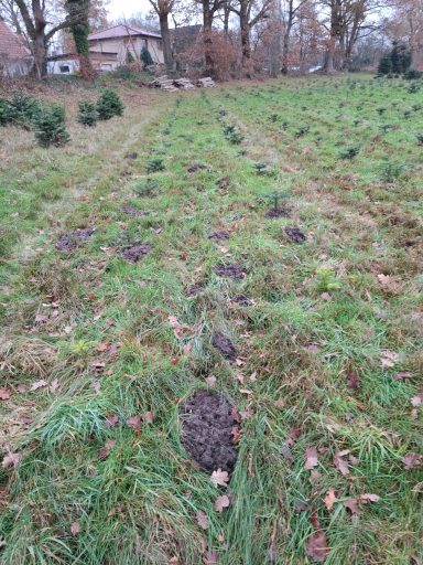 Hier ist der Maulwurf wieder im Aufbau des Tunnelsystems tätig.