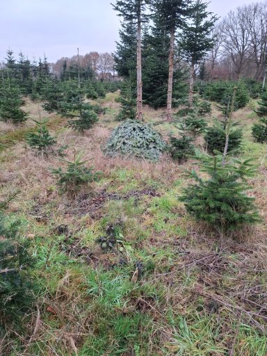 Tannengrün-Haufen, 11/25