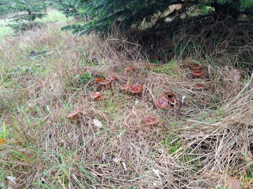 Stockschwämmchen (braun) und Keulenpilze (weiß) bauen Altholz ab und reinigen den Boden.