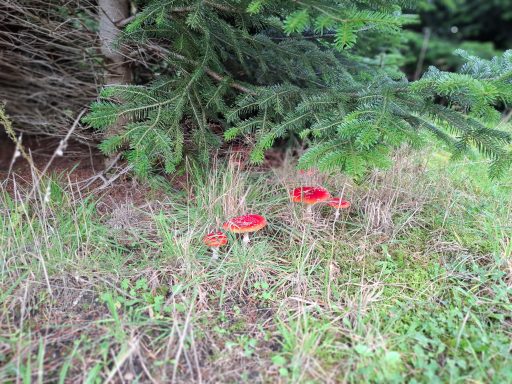 Eine Fliegenpilzgruppe, diese bilden eine Symbiose mit den Tannen.