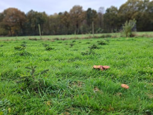 Der gemeine Hallimasch , Zersetzung des alten Holz im Boden zu Humus.