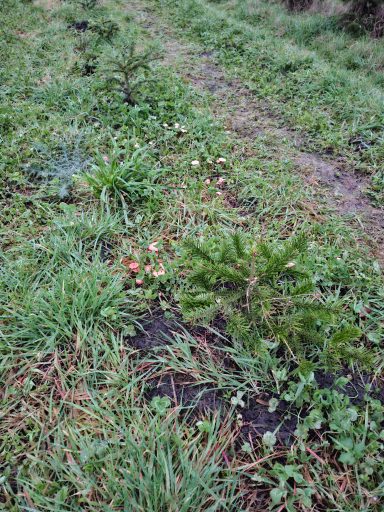 Die Nelkenschwindlinge helfen dabei, organisches Material im Boden zu zersetzen und Nährstoffe (vor allem Stickstoff) für die Bäume.