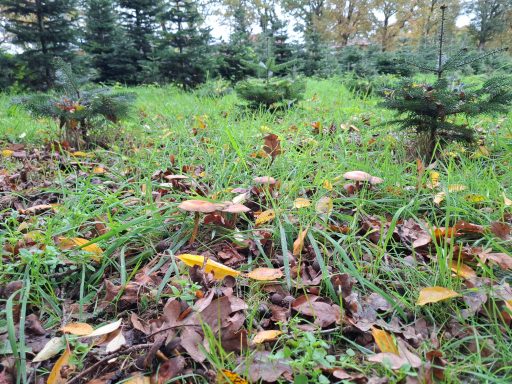 Die Glockenschüpplinge, ernähren sich vom Totholz und bildet Humus.