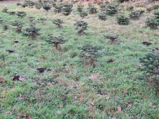 Vermutlich ein junger Maulwurf im neuen Revier. Wieviele Maulwurfshaufen? Auflösung, siehe nächstes Bild.