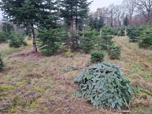 Tannengrün-Haufen, 11/25