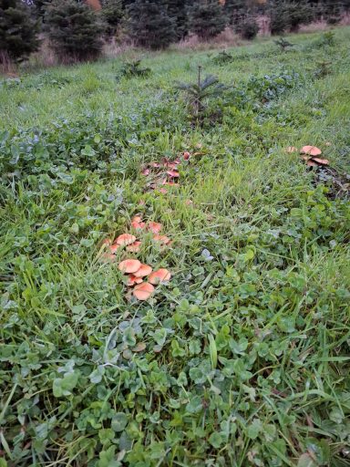 Die Flämmlinge, zersetzen das alte Holz im Boden zu Humus.